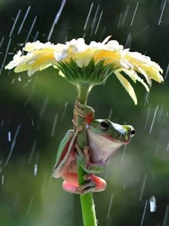 Something to help shelter you from the rain