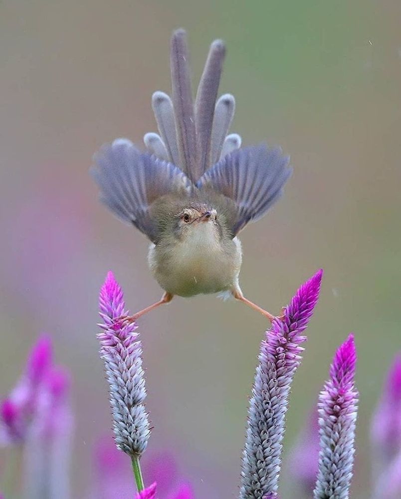 birdy.jpeg
