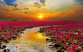 flowers.png