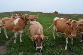 registered guernsey and jersey cows.jpg