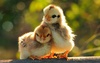 babies.jpg