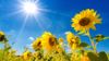 sunny1.jpg