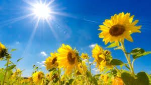 sunny1.jpg