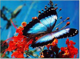 Blue mountain Butterfly