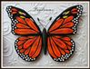 butterflies.jpeg