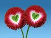 flowers.jpg