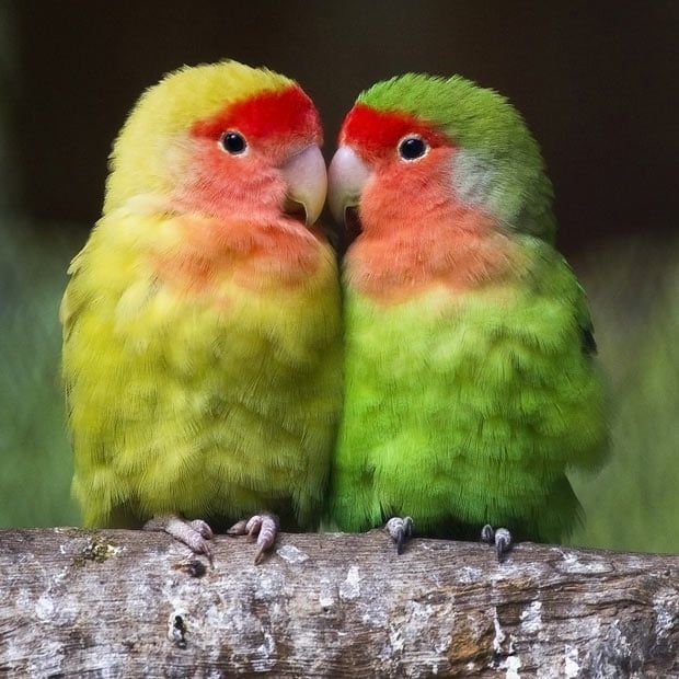 birds 1.jpeg
