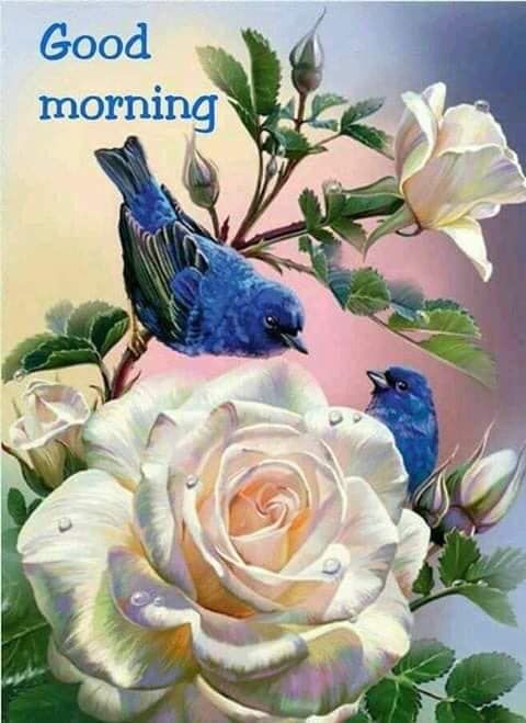 good morning.jpg