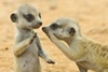 meerkats.jpg