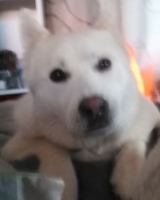 My snowball  so lovingly